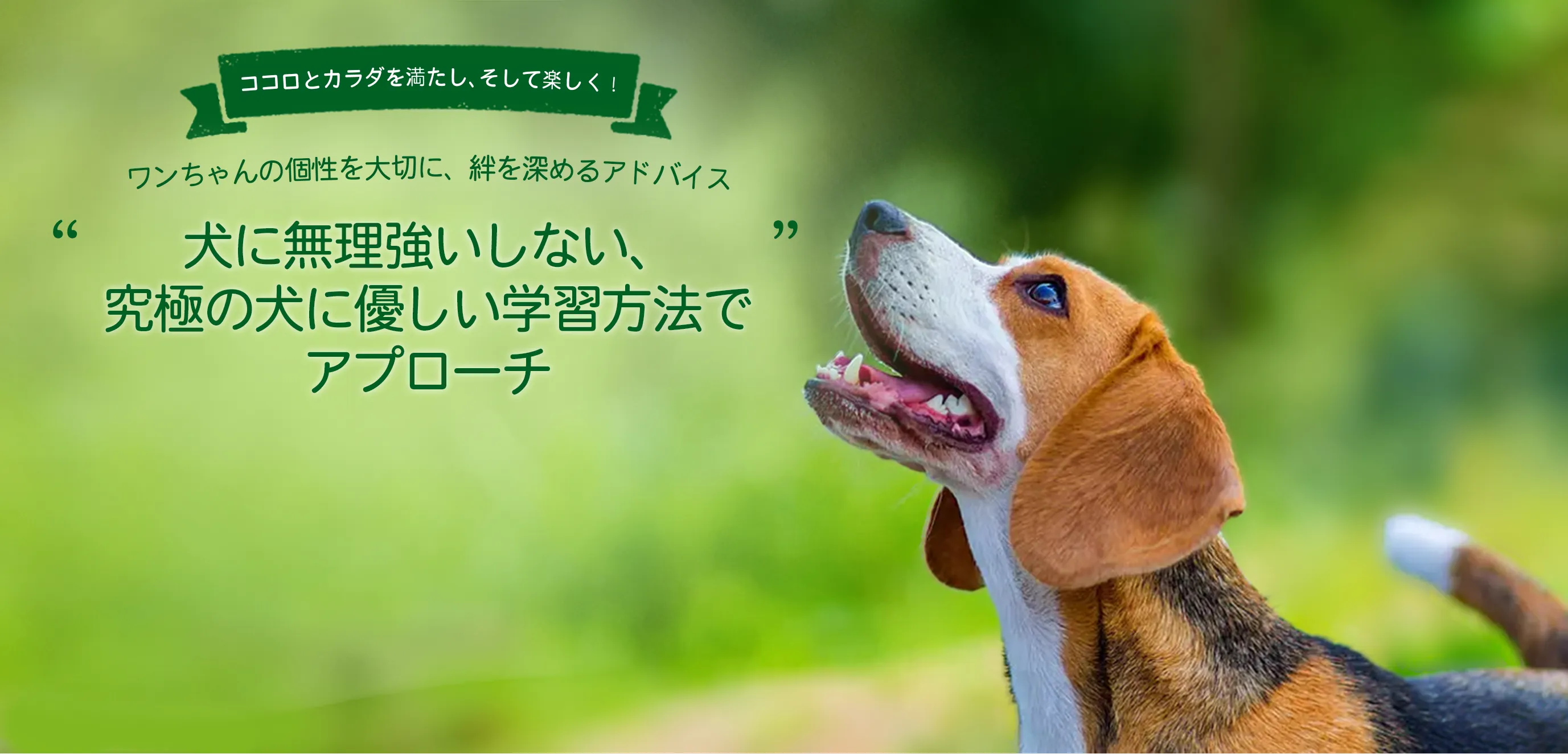DOG TRUST | 東京都八王子市【究極の優しいドッグトレーニング】ドッグ