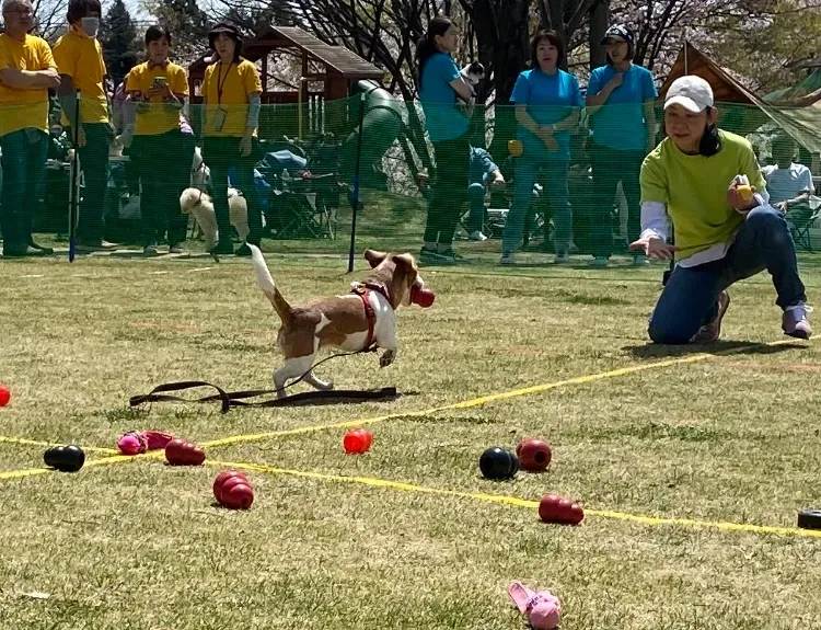 K9ゲームKONGレトリーブ